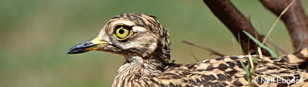 Thick-knee, Spotted