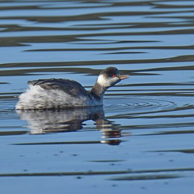 Malachite hide, Langvlei, Wilderness, Western Cape - June 2024  (non-br)