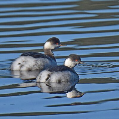 Malachite hide, Langvlei, Wilderness, Western Cape - June 2024 (non-br)