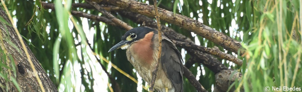 Night-heron, White-backed