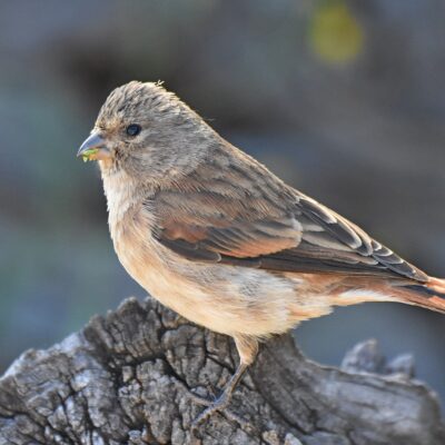 Mountain Zebra National Park - March 2024