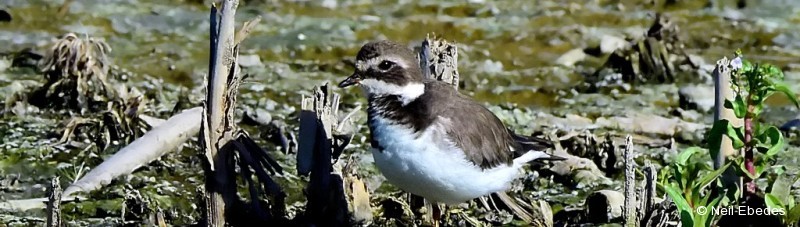 Plover, Common Ringed