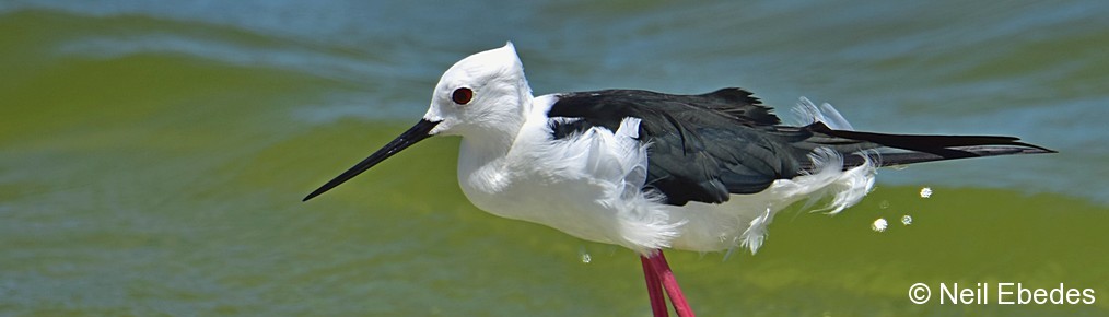 Stilt, Black-winged