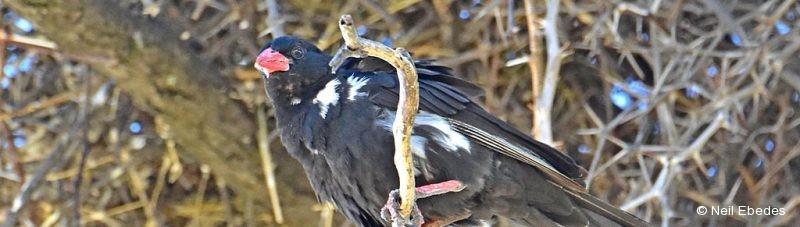 Buffalo-weaver, Red-billed