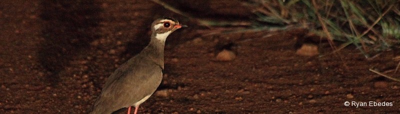 Courser, Bronze-winged