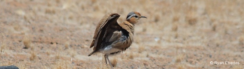 Courser, Burchell’s