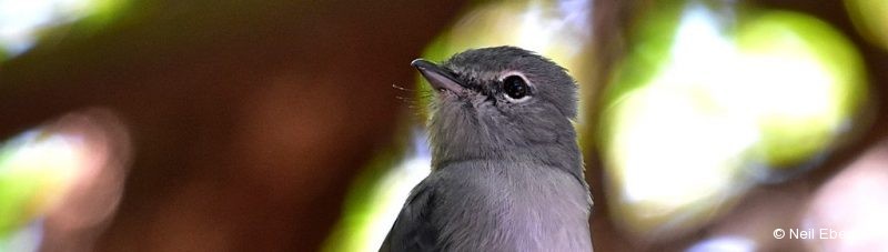 Flycatcher, Ashy