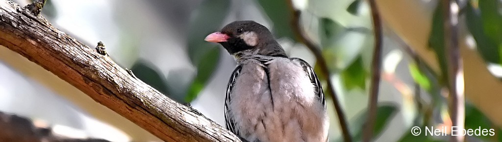 Honeyguide, Greater