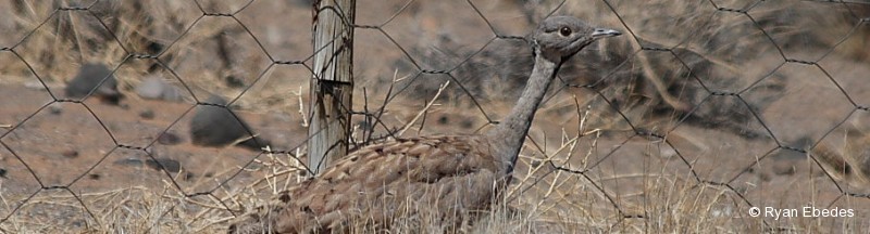 Korhaan, Karoo