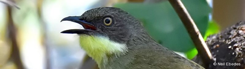 Leaf-love, Yellow-throated