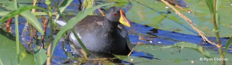 Moorhen, Lesser