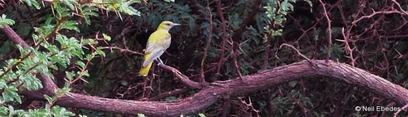 Oriole, Eurasian Golden