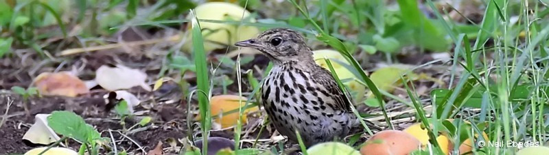 Pipit, Tree