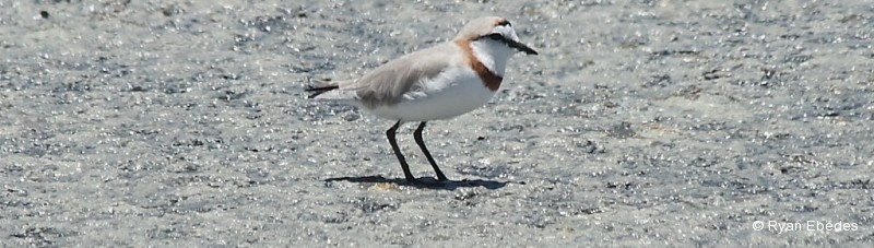 Plover, Chestnut-banded