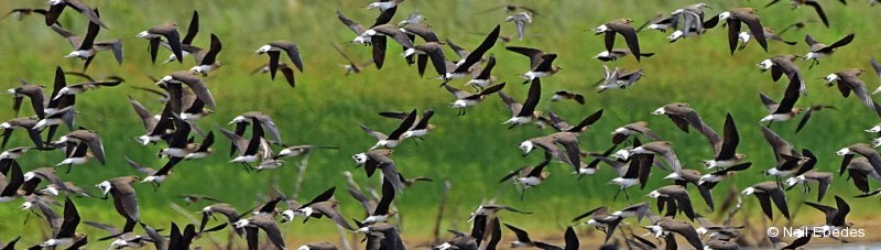 Pratincole, Black-winged