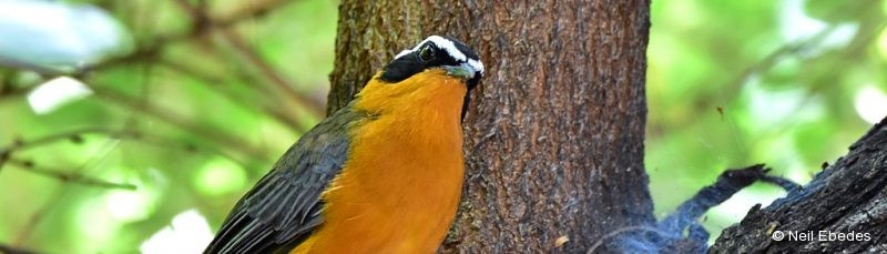 Robin-chat, White-browed