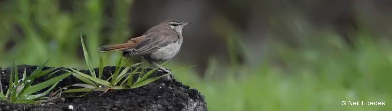 Robin, Rufous-tailed Scrub