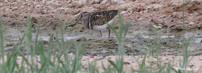 Painted-snipe, Greater