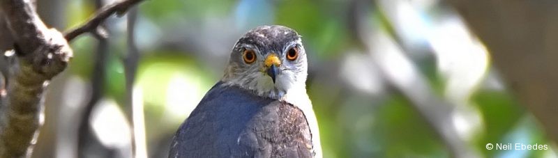 Sparrowhawk, Little