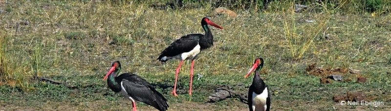 Stork, Black