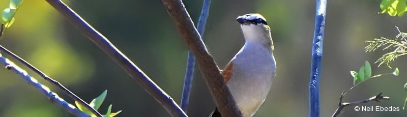 Tchagra,  Black-crowned