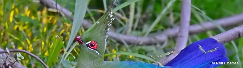 Turaco, Schalow’s