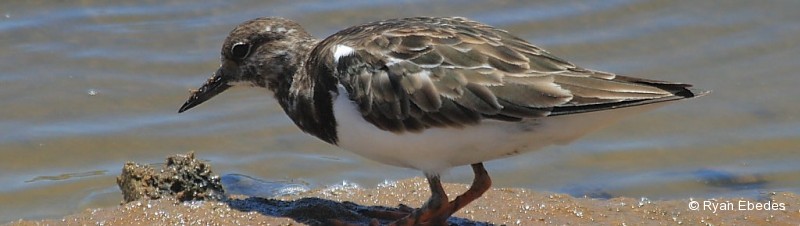 Turnstone, Ruddy