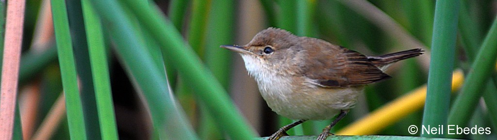 Warbler African Reed