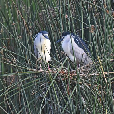 Kwendalo, Plettenberg Bay, Western Cape - November 2024