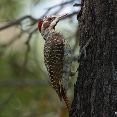 woodpecker 2.8 grbl